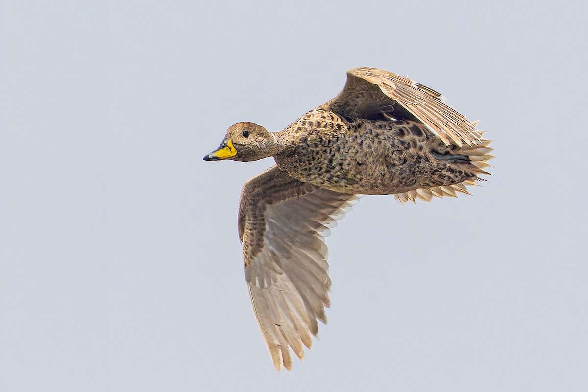 Yellow-billed Pintail - ML610582750