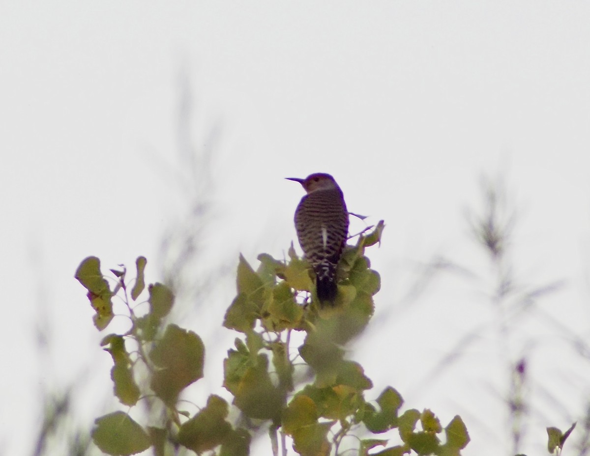 Northern Flicker - ML610582761