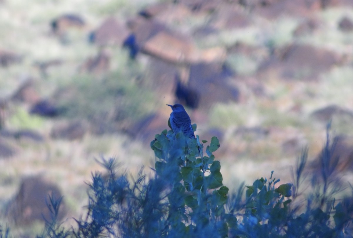 Northern Flicker - brayden hansen