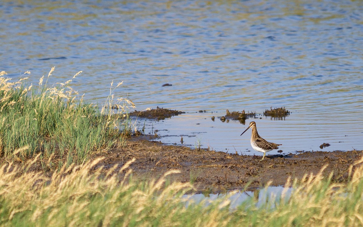 Wilson's Snipe - ML610582872