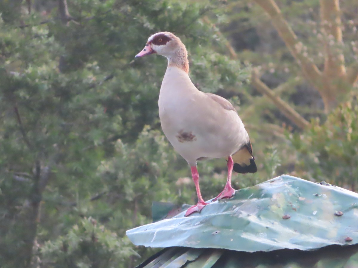 Nilgans - ML610582927