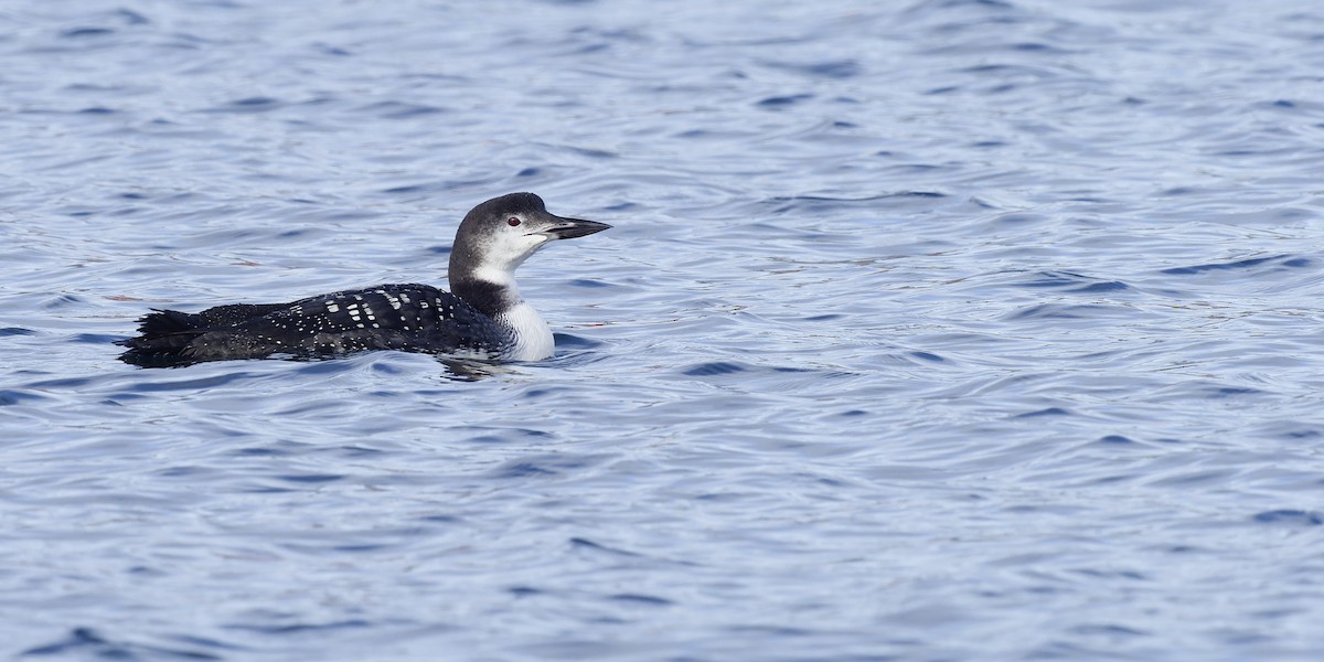 Common Loon - ML610582937