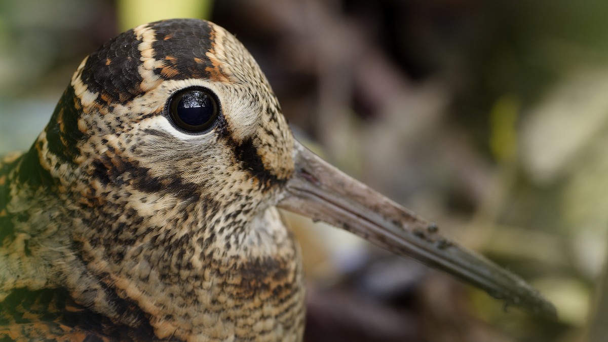 Eurasian Woodcock - ML610582969