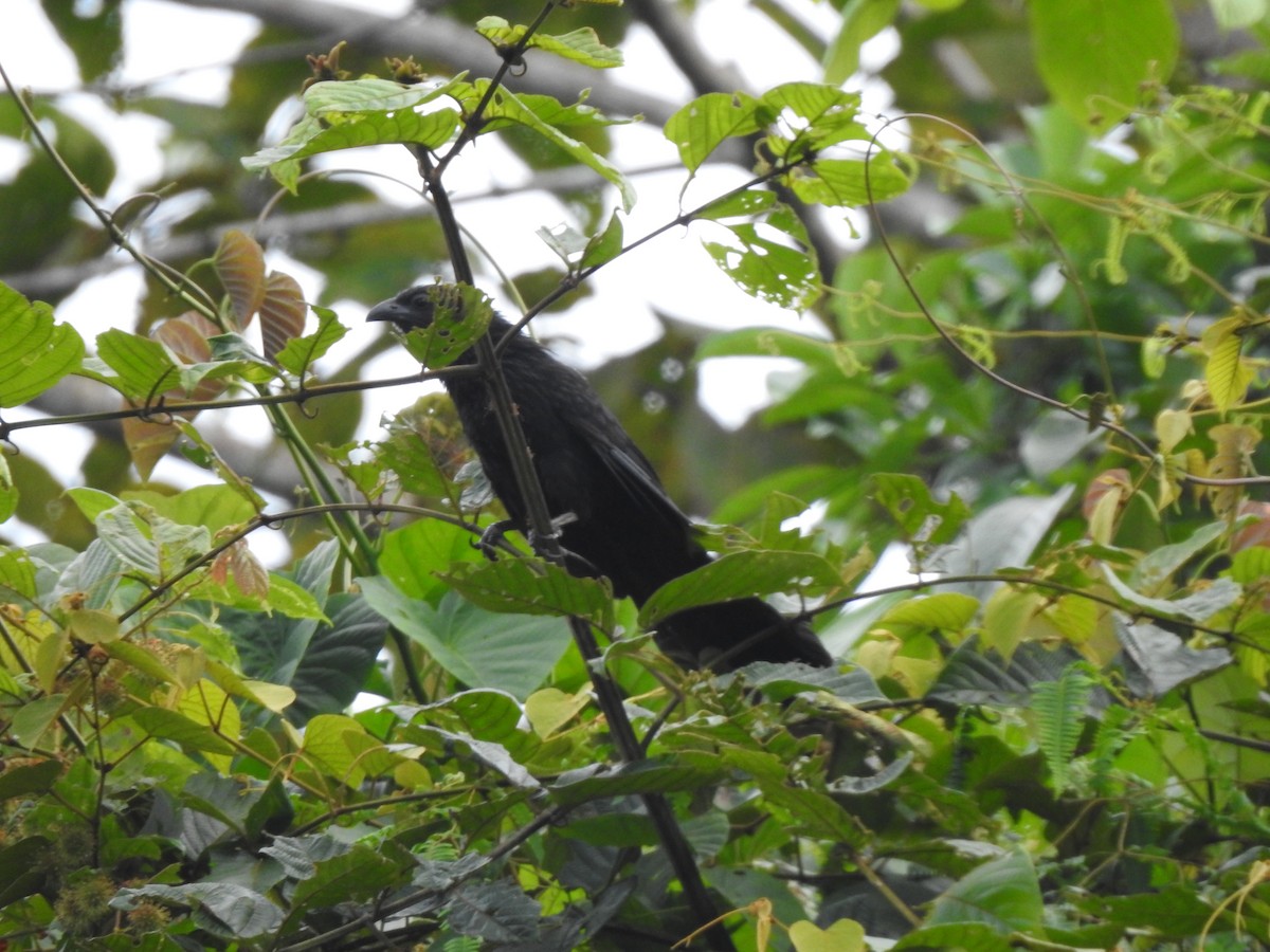 Lesser Black Coucal - ML610582972