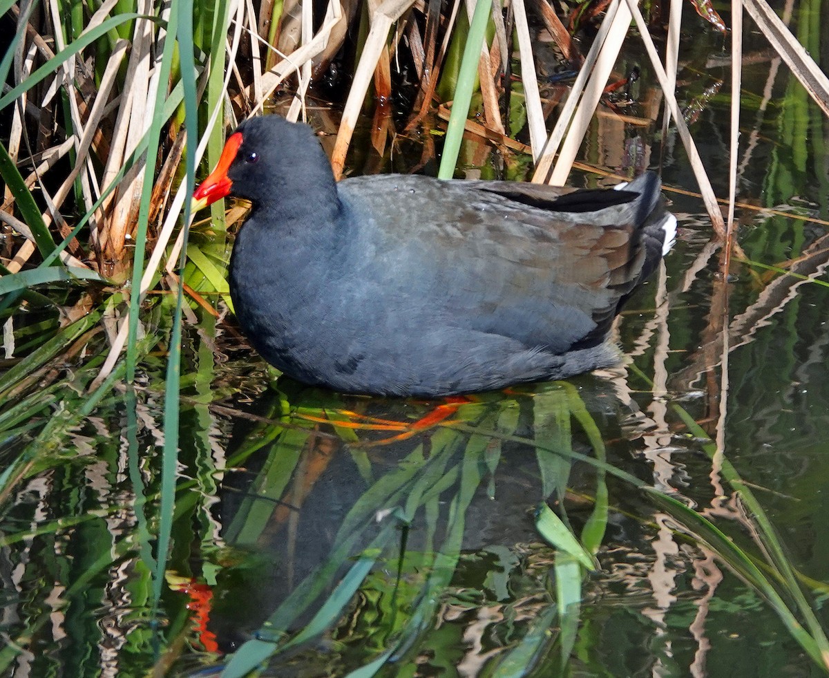 slípka tmavá - ML610583027