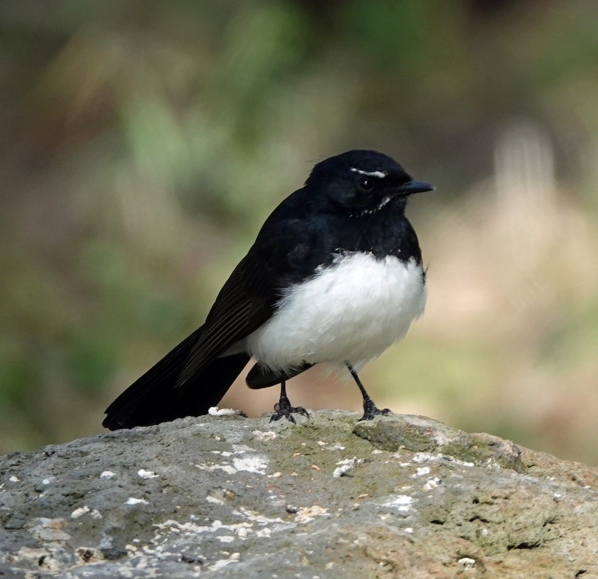 Willie-wagtail - ML610583031