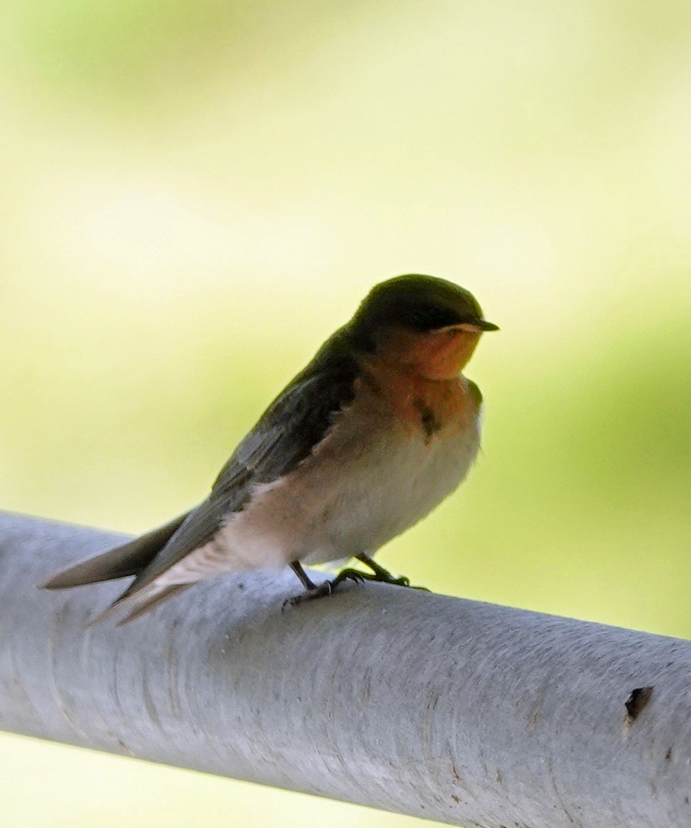 Welcome Swallow - ML610583033