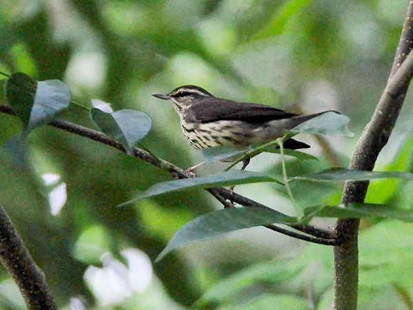 Paruline hochequeue - ML610583045