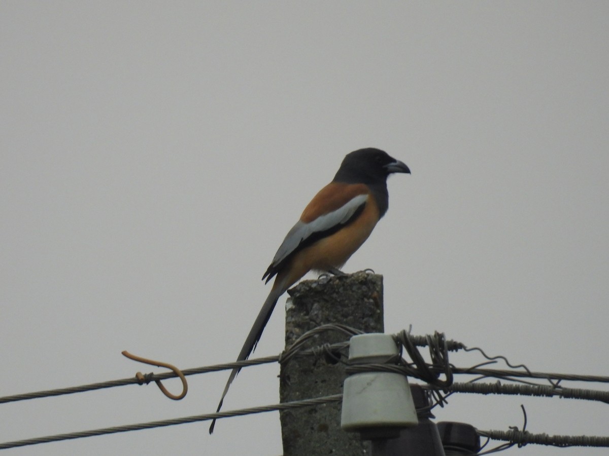 Rufous Treepie - ML610583265