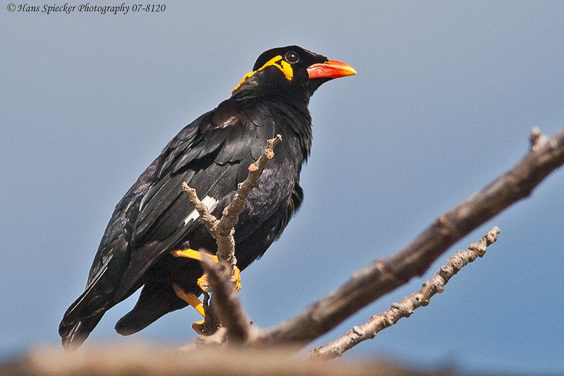 Common Hill Myna - ML61058331