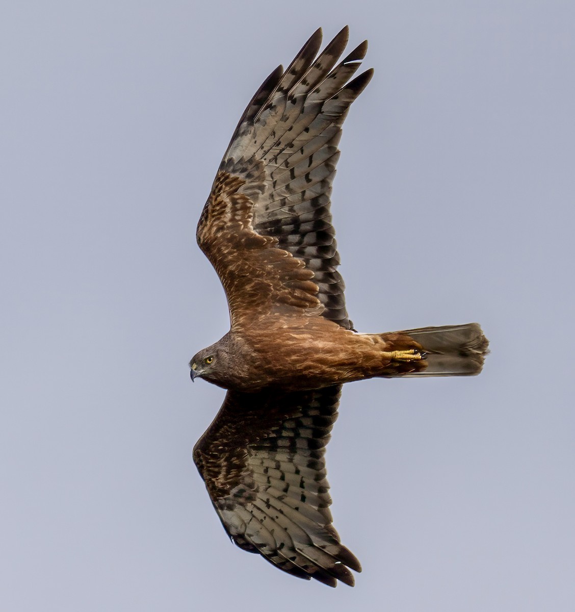 Swamp Harrier - ML610583357