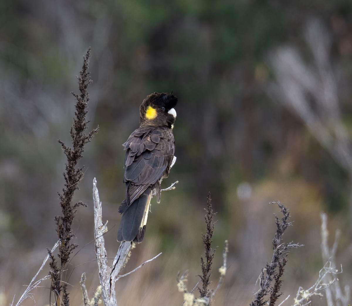 Yellow-tailed Black-Cockatoo - ML610583362