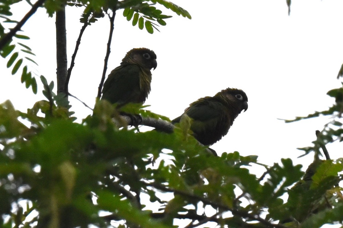 Maroon-bellied Parakeet - ML610583426