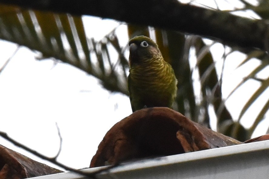 Maroon-bellied Parakeet - ML610583428