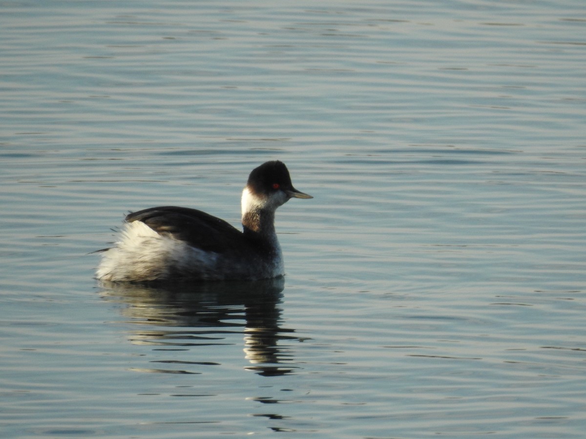 Eared Grebe - ML610583568