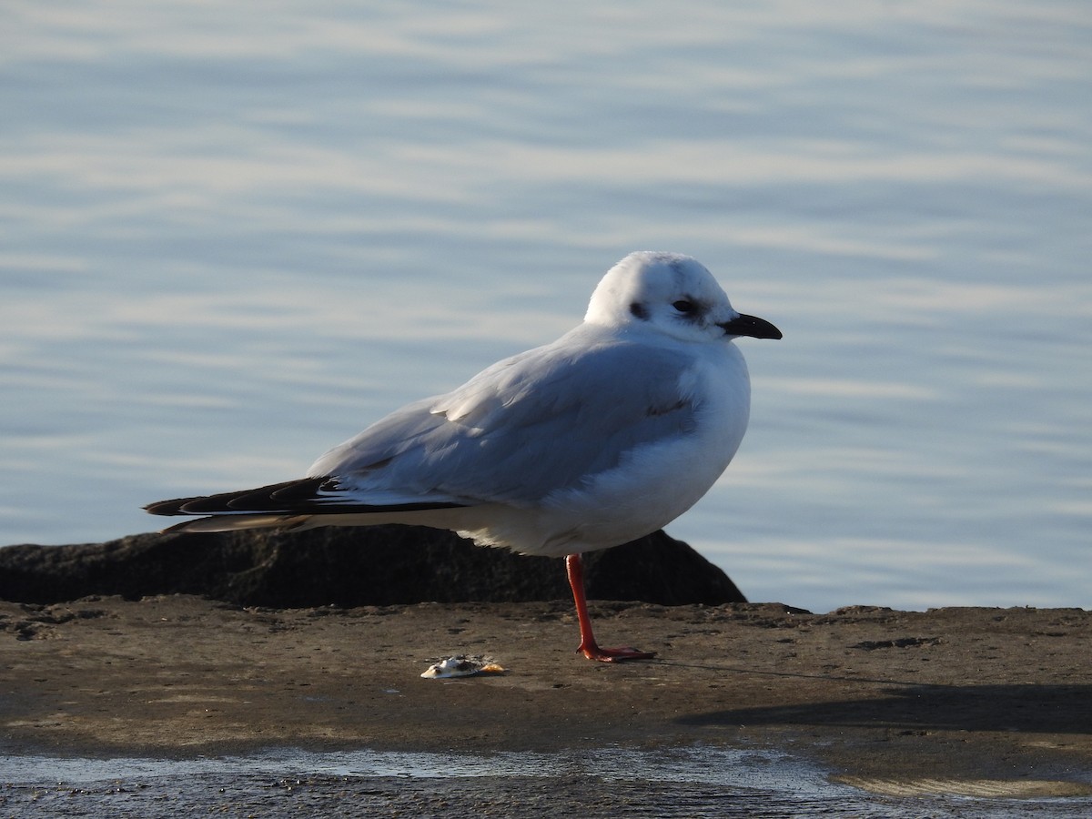 Saunders's Gull - ML610583573