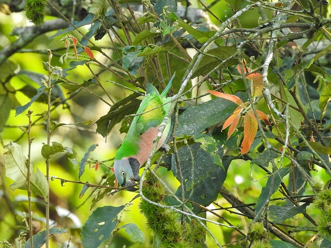 Red-breasted Parakeet - ML610583647