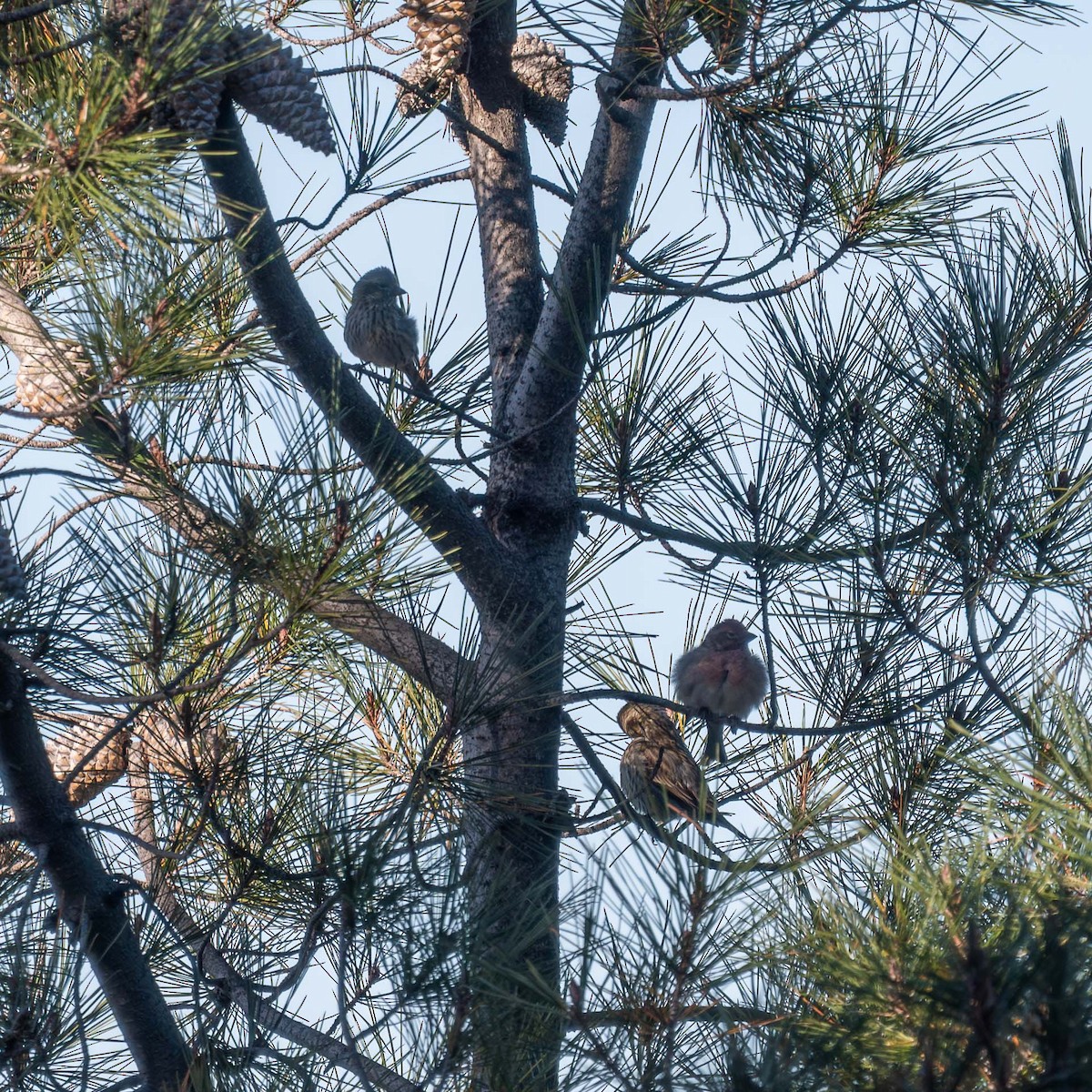 Cassin's Finch - ML610583680