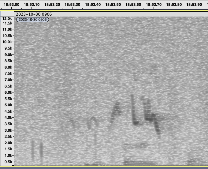 Cassin's Finch - ML610583682