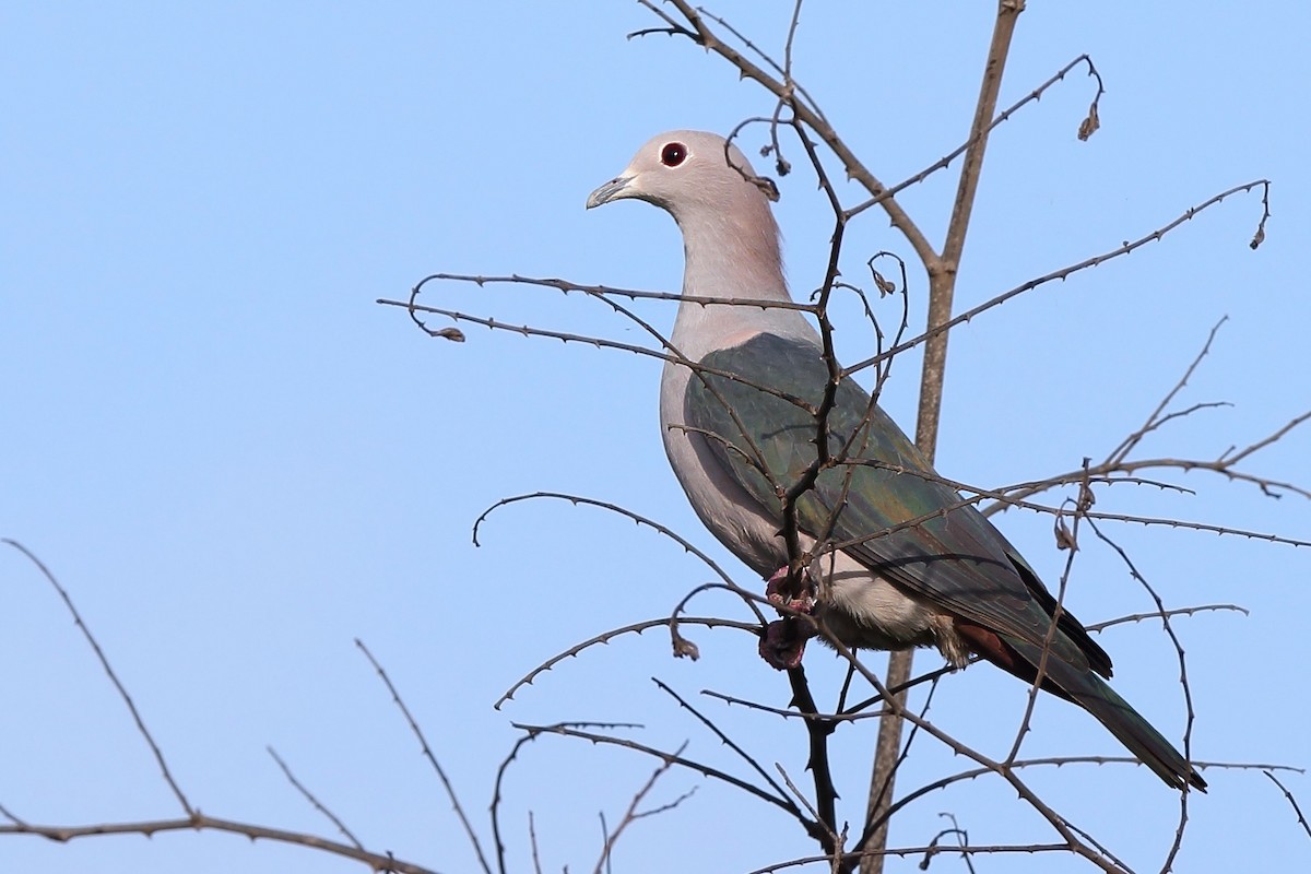 Green Imperial-Pigeon - sheau torng lim