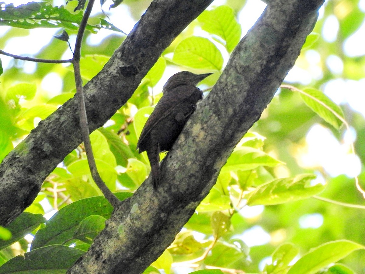 Rufous Woodpecker - ML610583737