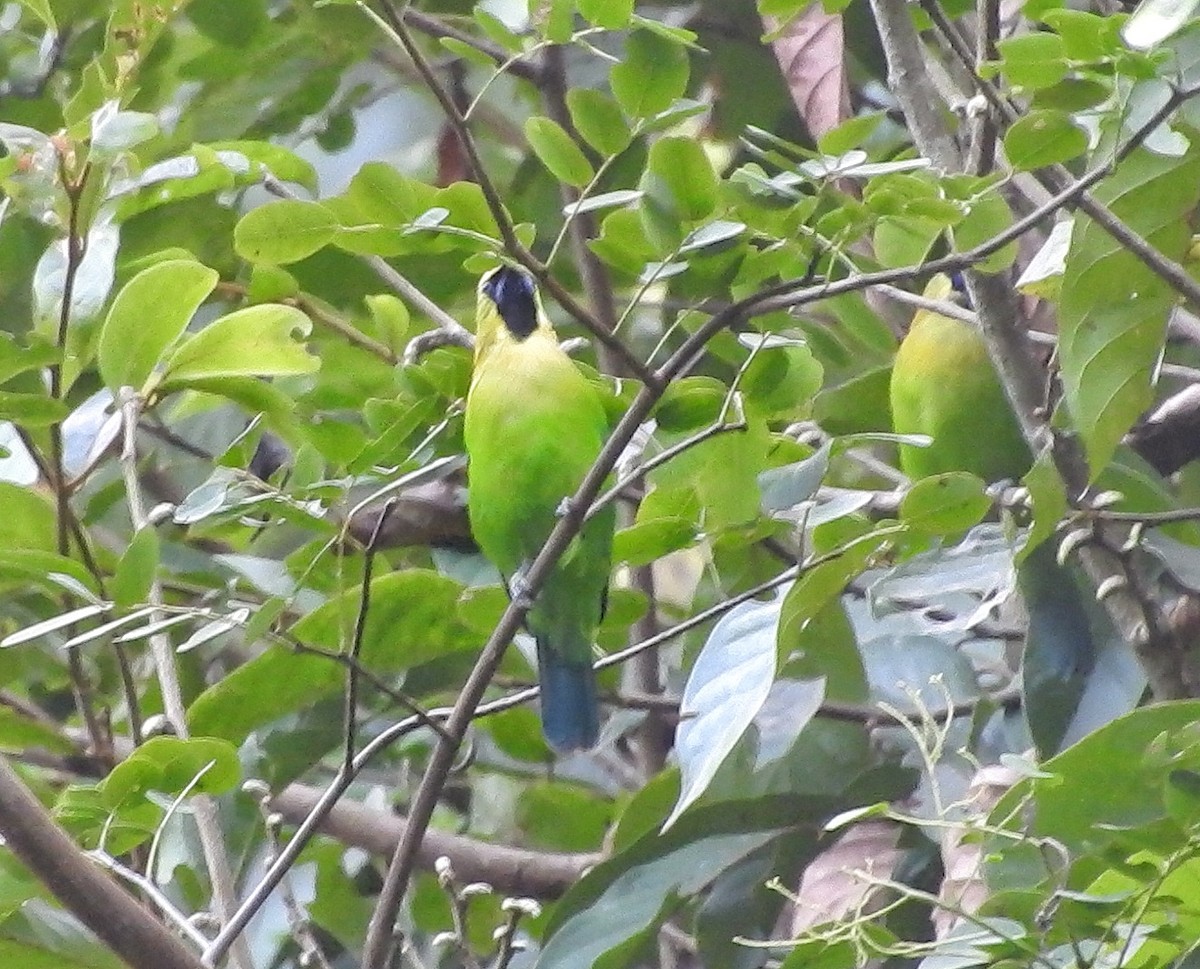 Blue-winged Leafbird - ML610583748