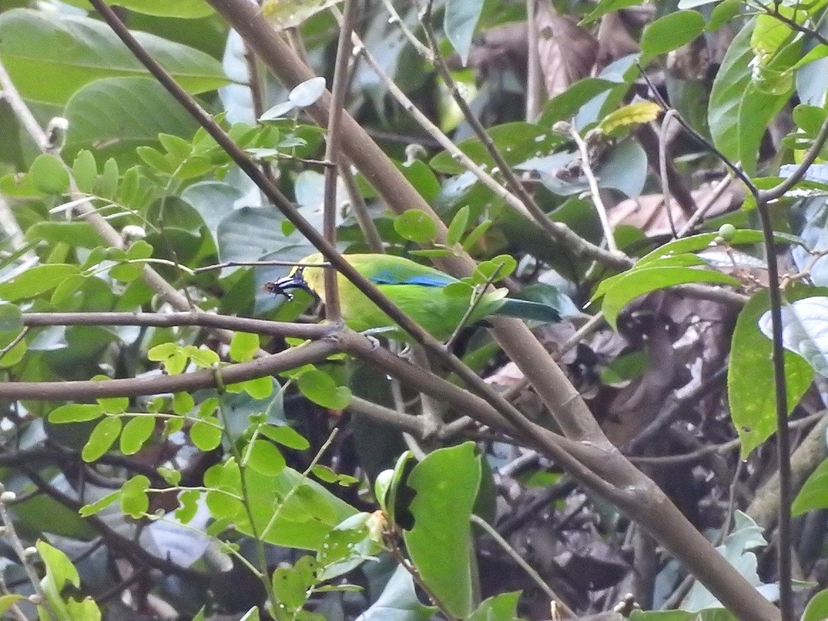 Blue-winged Leafbird - ML610583750