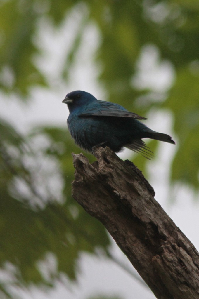 Indigo Bunting - ML610583755