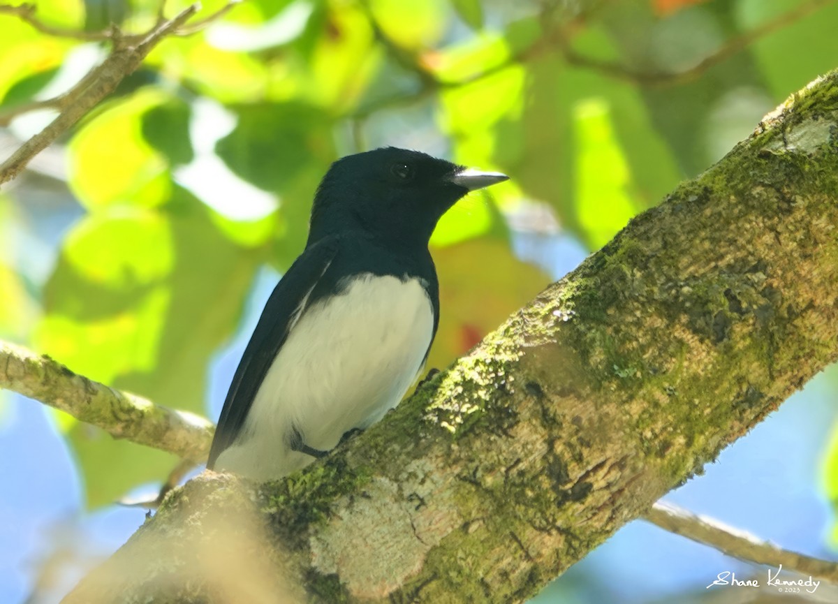 Satin Flycatcher - ML610583768