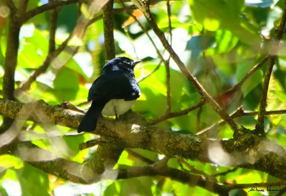 Satin Flycatcher - ML610583769