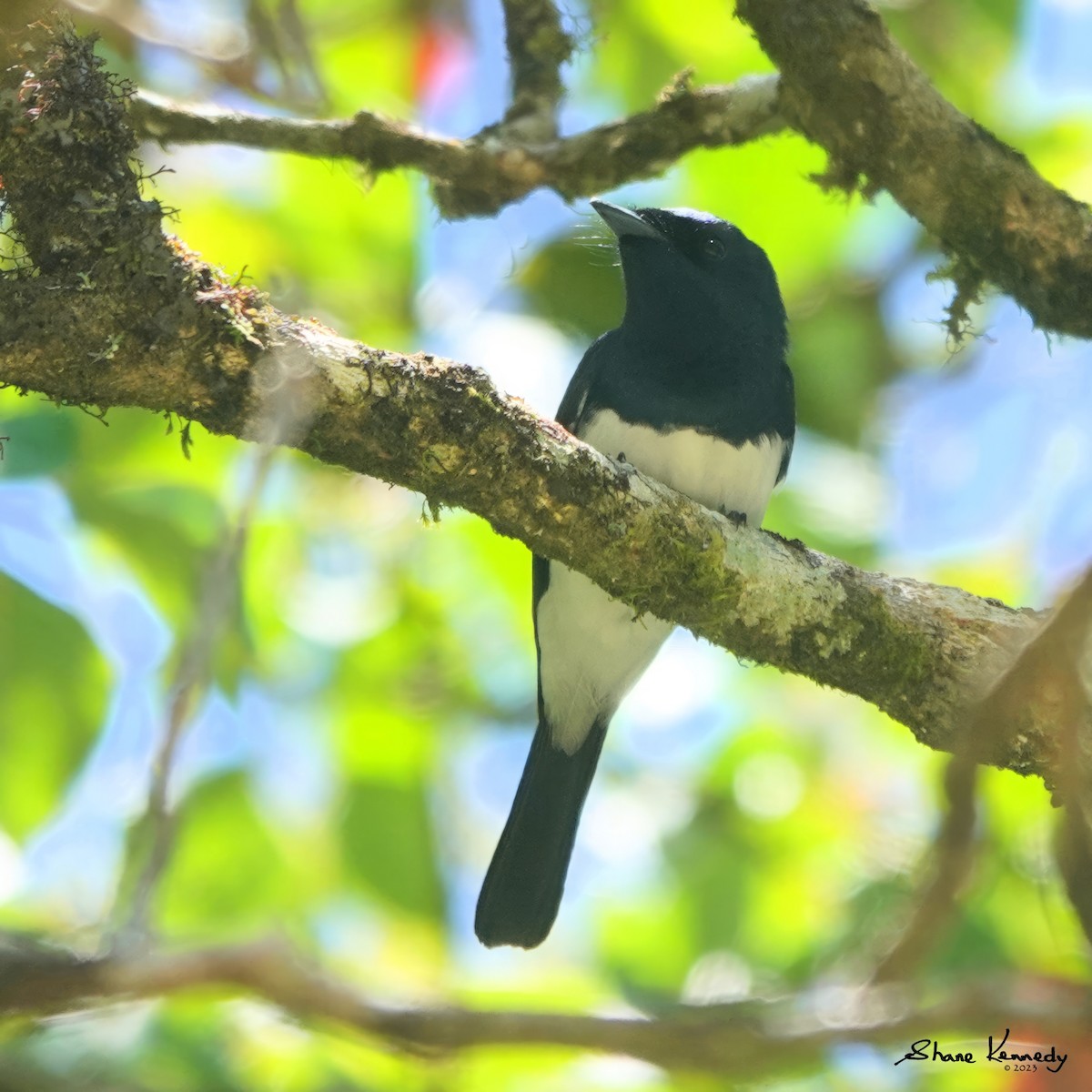 Satin Flycatcher - ML610583770