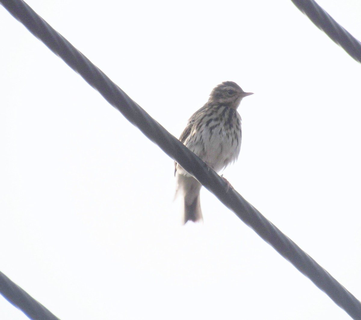 Olive-backed Pipit - ML610583804