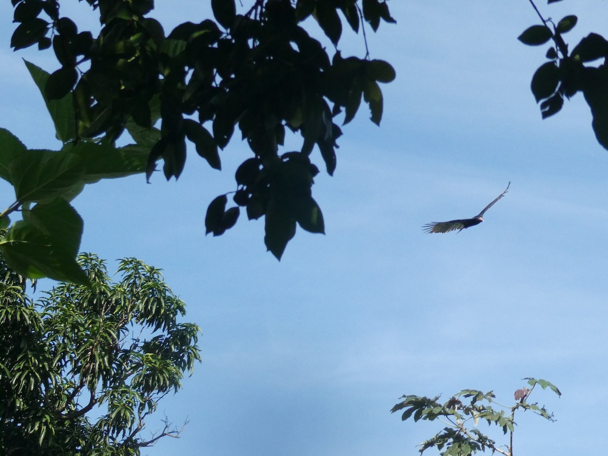 Turkey Vulture - ML610583969