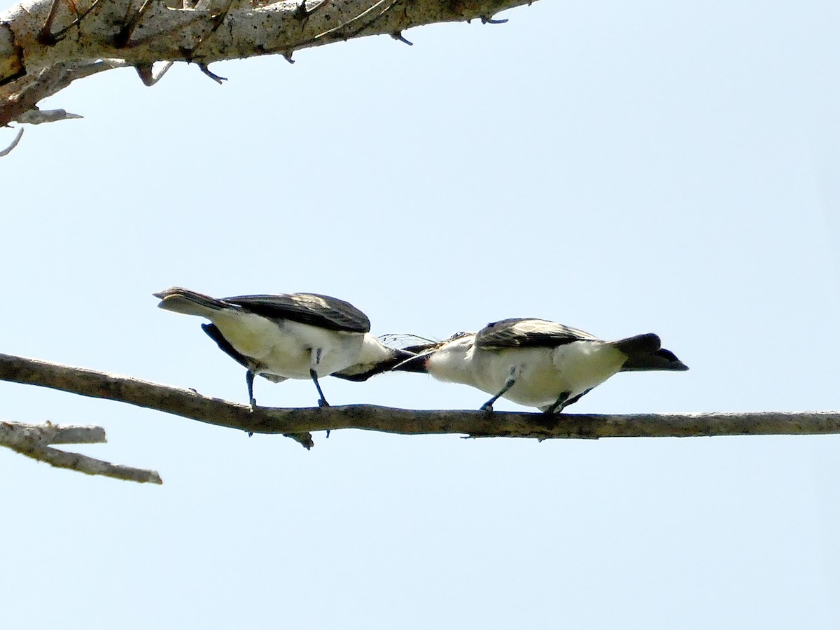 Gray Kingbird - ML610583980