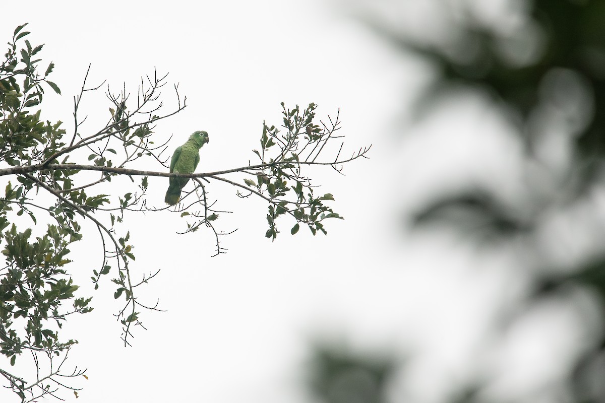 Mealy Parrot (Southern) - ML610584054