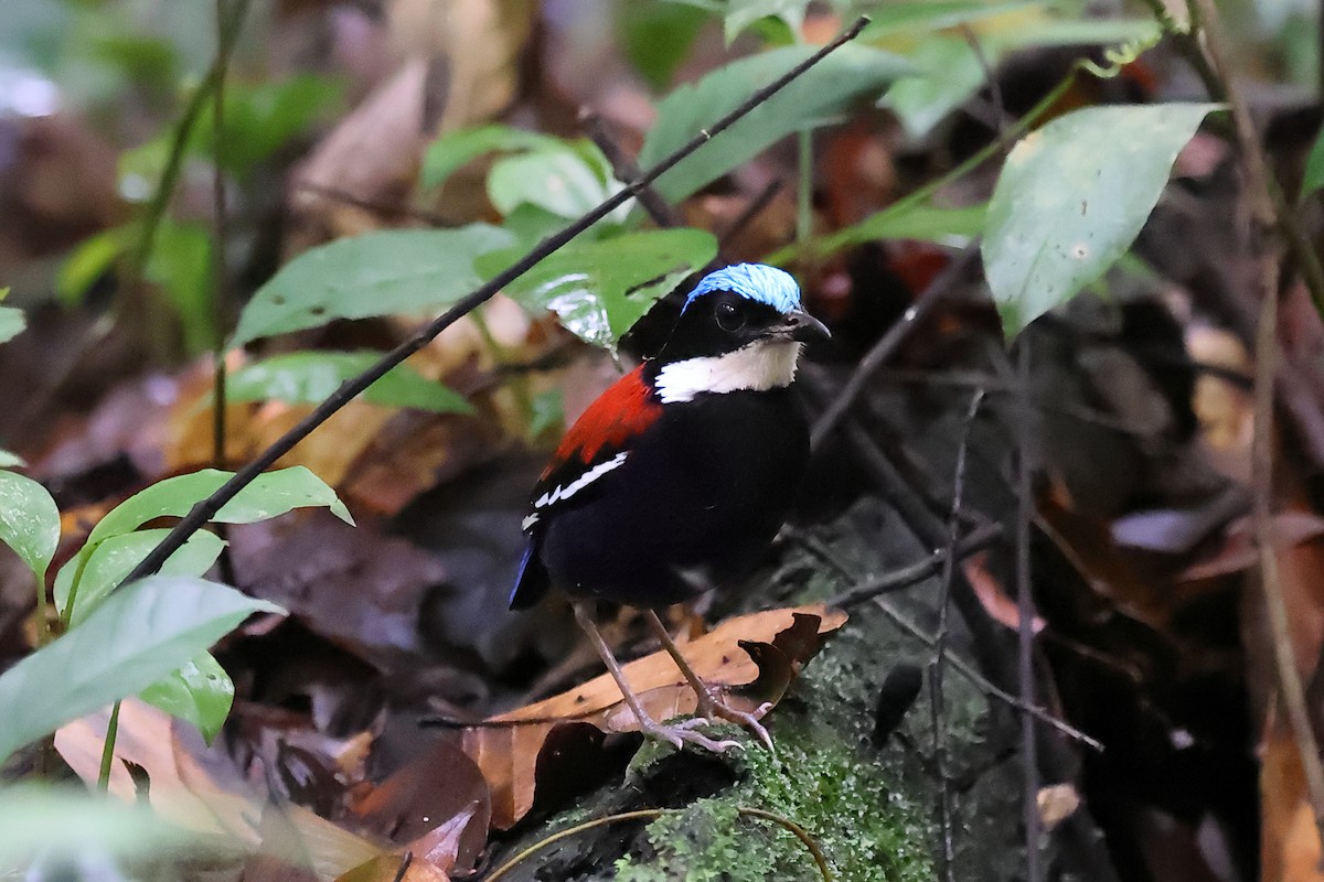 Blue-headed Pitta - ML610584074