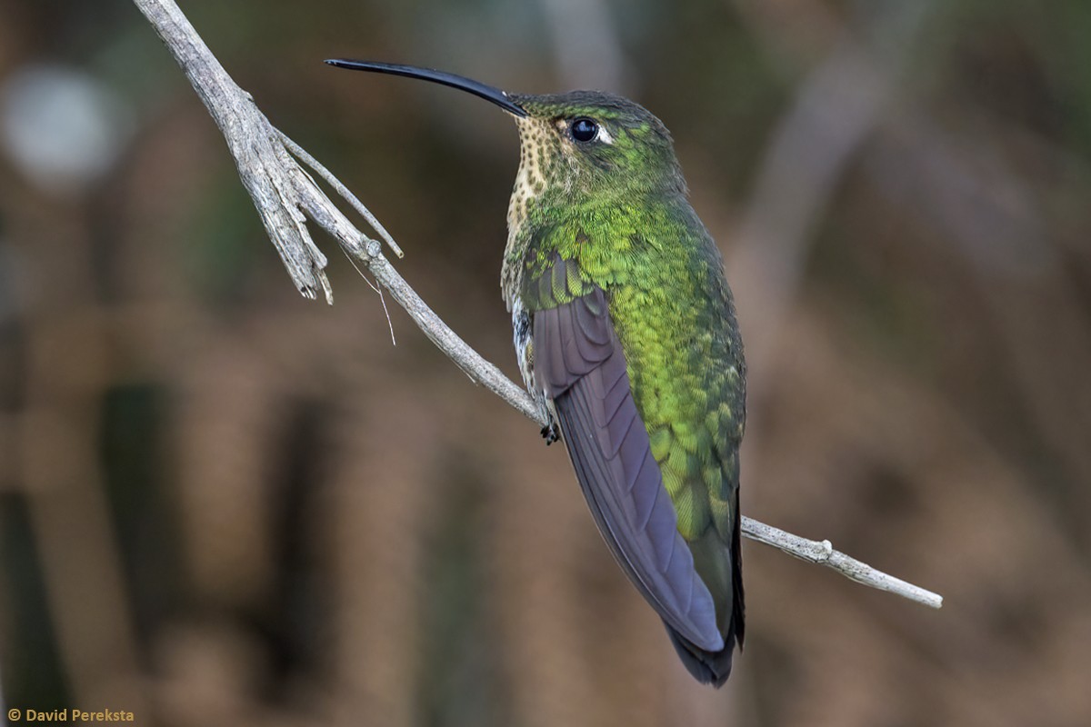 kolibřík aksamitový - ML610584094