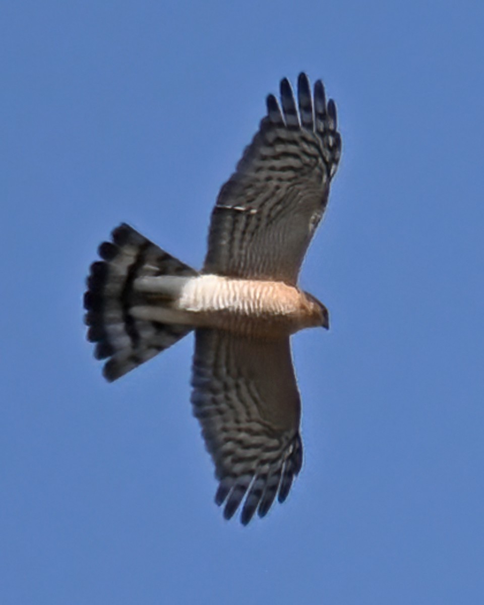 Eurasian Kestrel - ML610584107