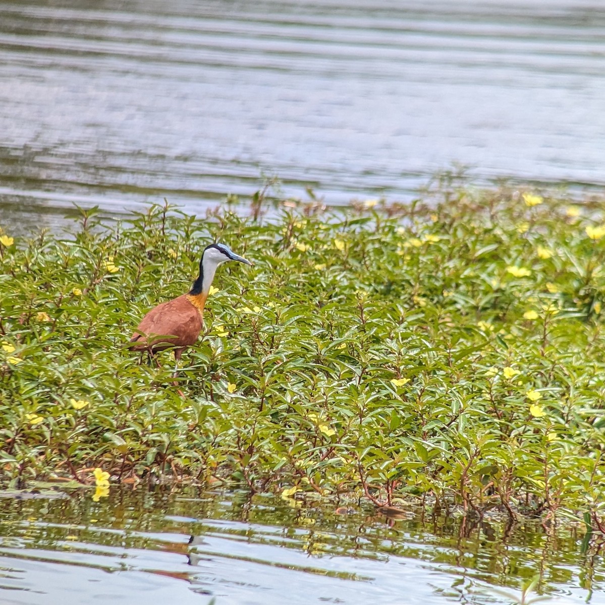 African Jacana - ML610584125