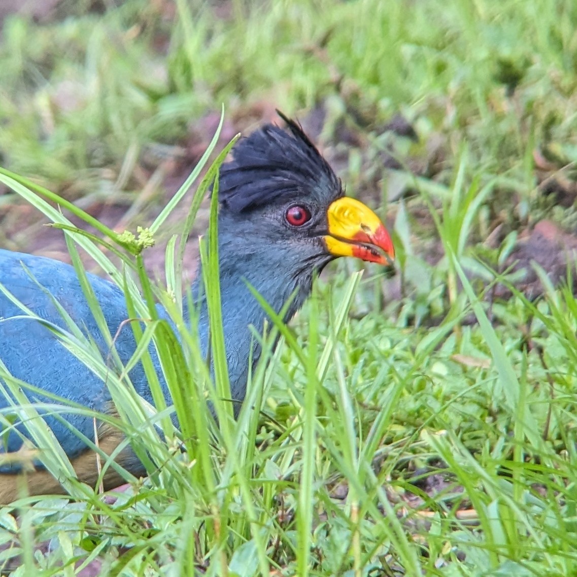 Great Blue Turaco - ML610584129