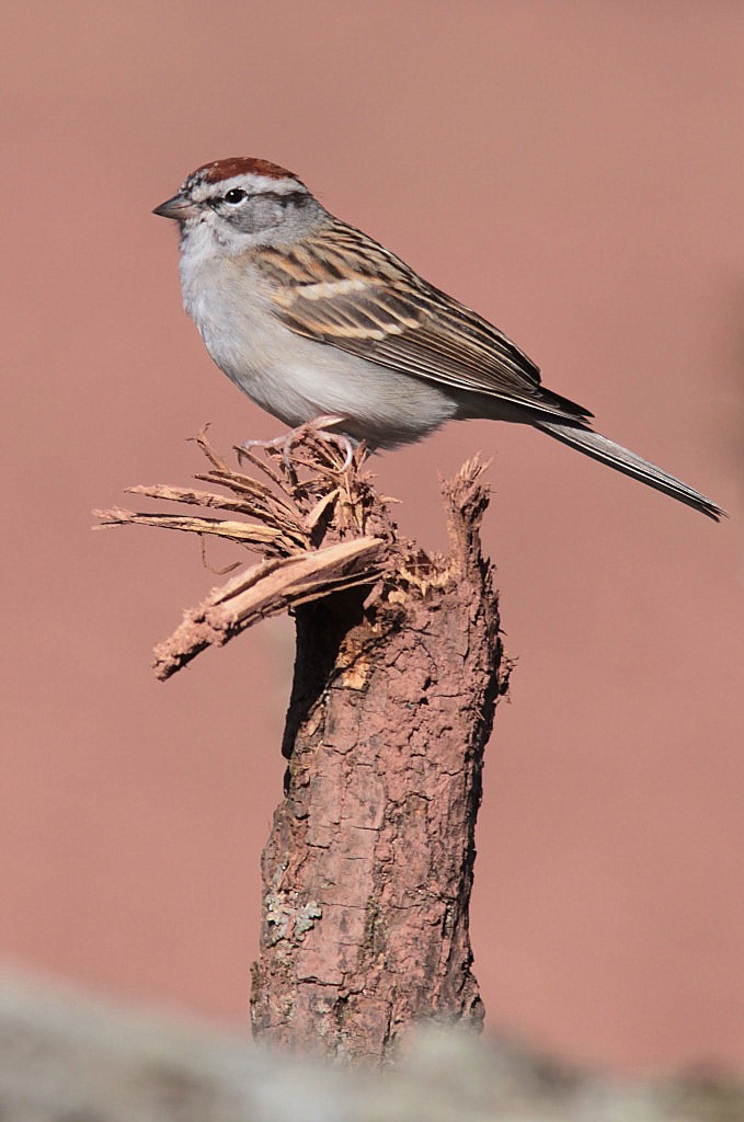 Chipping Sparrow - ML610584146