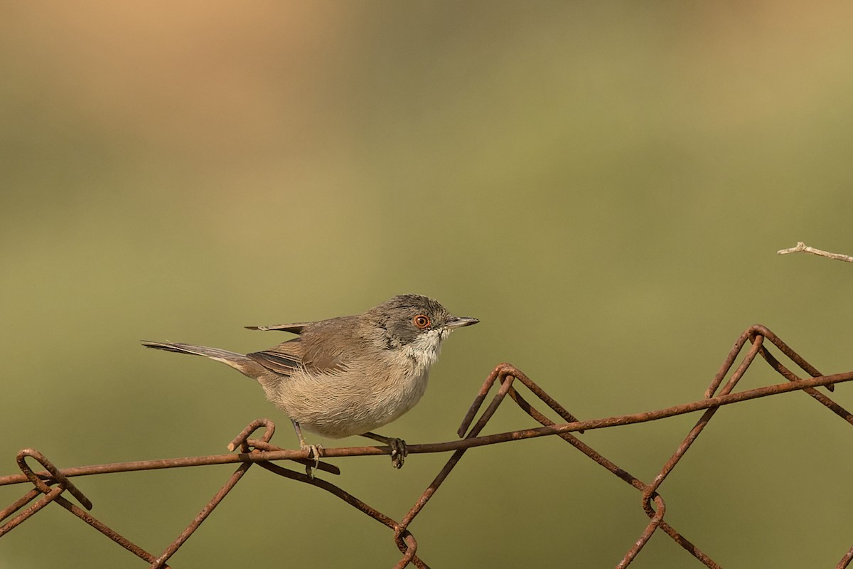 Sardinian Warbler - ML610584178