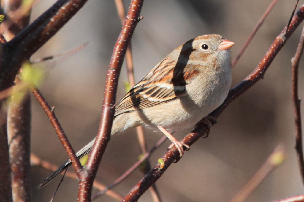 Field Sparrow - ML610584179