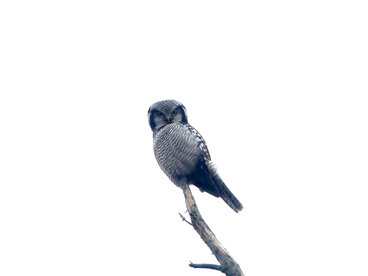 Northern Hawk Owl - Baltasar Pinheiro