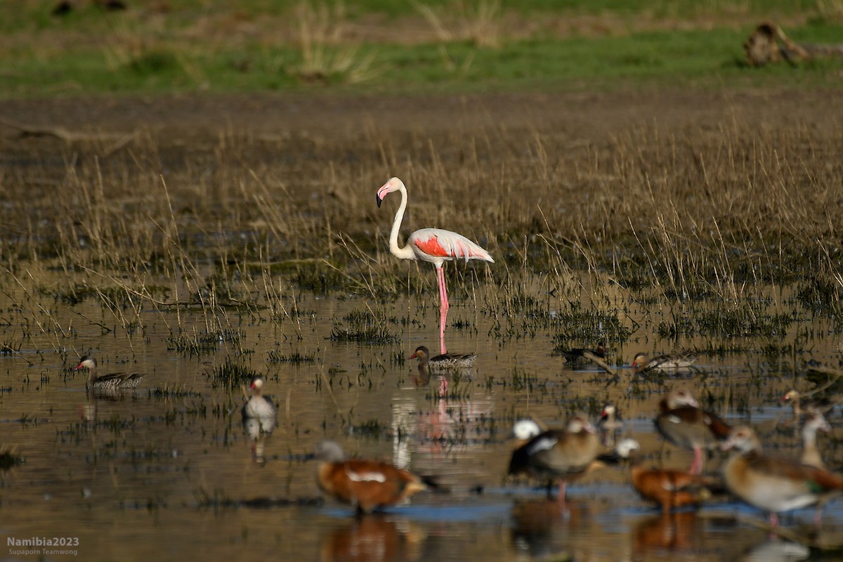 Greater Flamingo - ML610584197