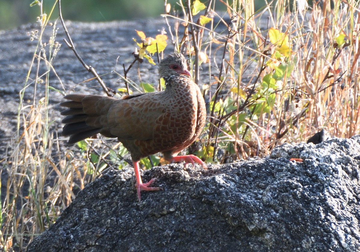 Red Spurfowl - ML610584271