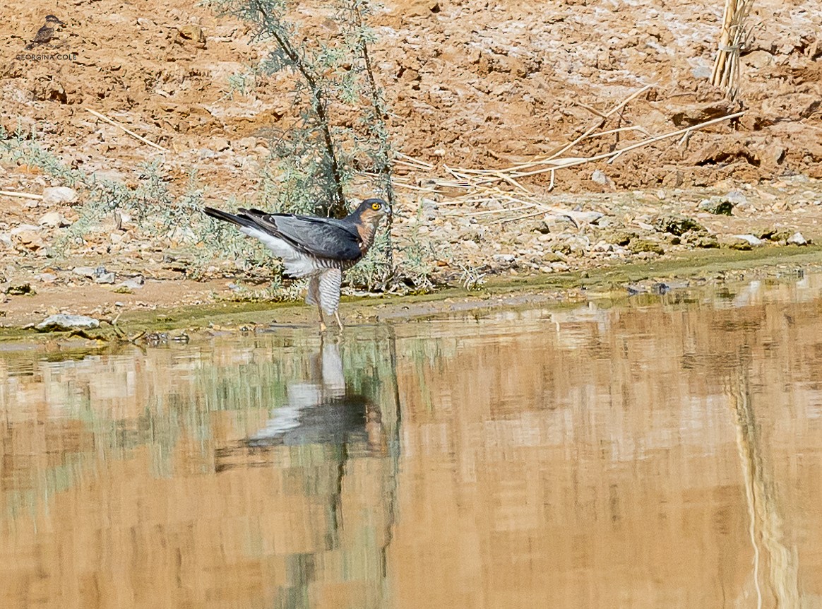 Eurasian Sparrowhawk - ML610584275