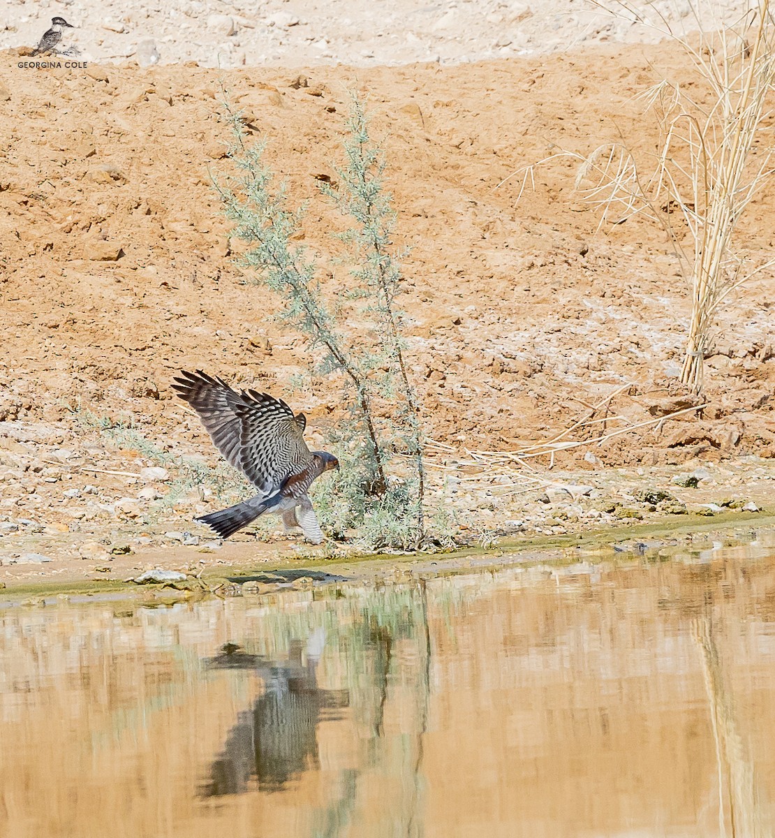 Eurasian Sparrowhawk - ML610584276