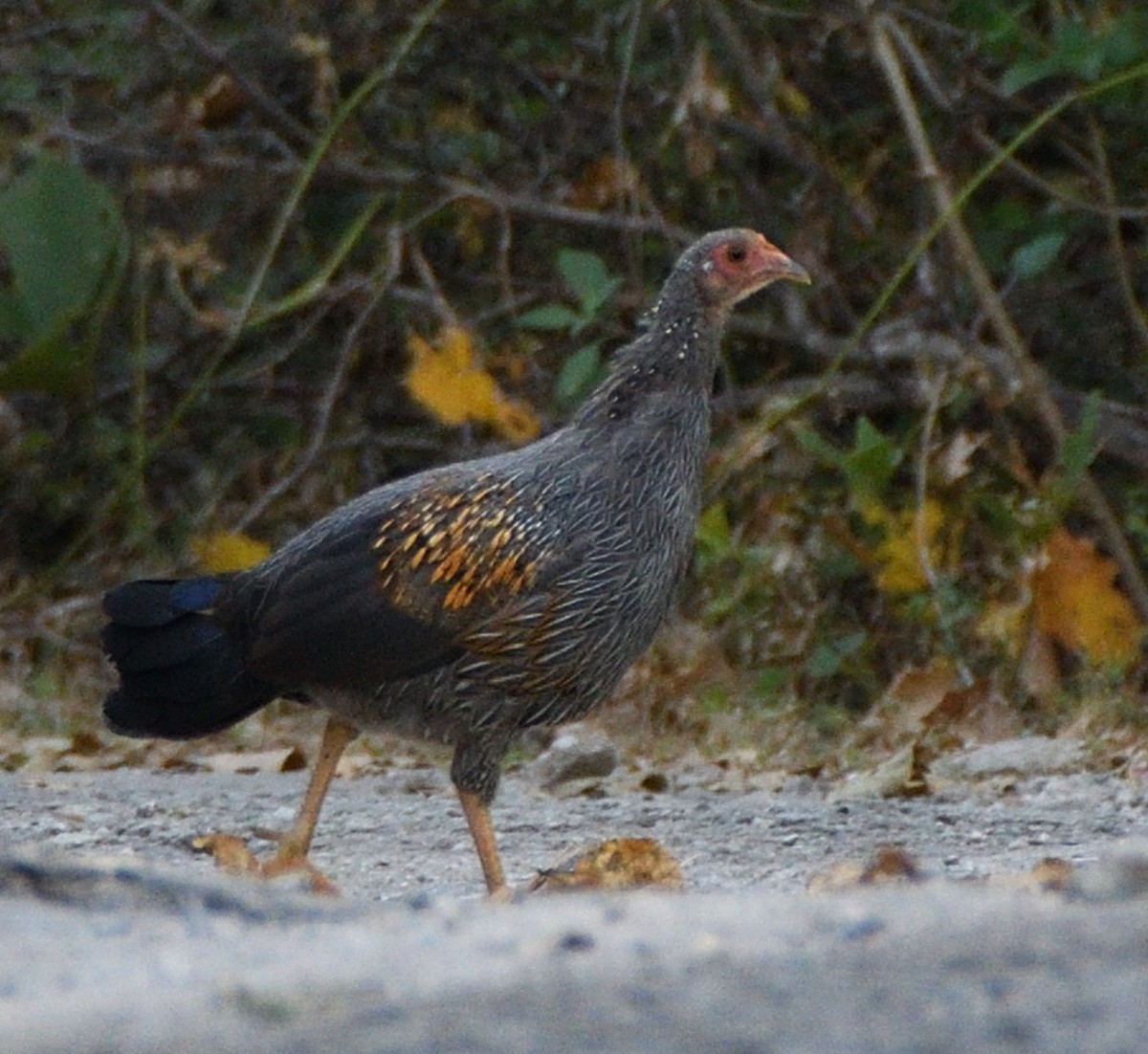 Gray Junglefowl - ML610584278