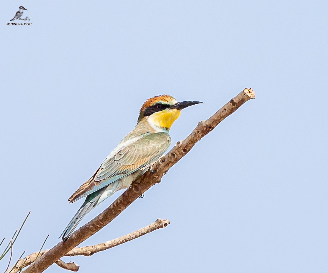 European Bee-eater - ML610584282